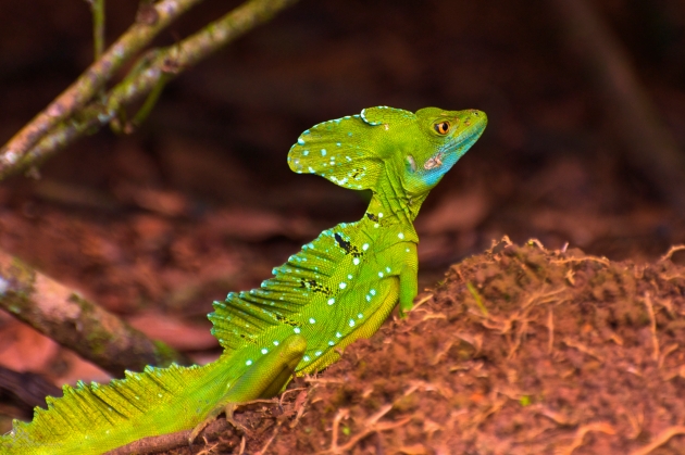 Emerald Basilisk posing for the camera in La Selva, Costa Rica