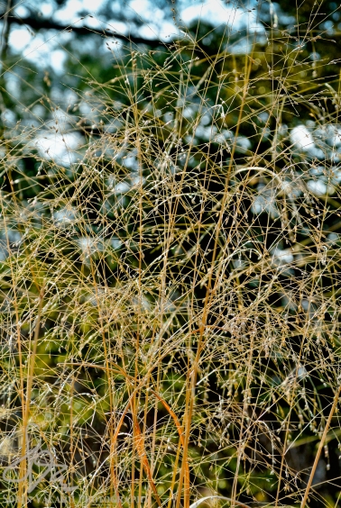 Pattern of Marsh Grasses
